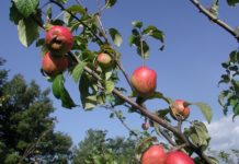 Melo nano 1130 0 Melo nano